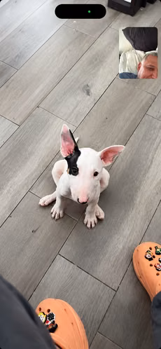 Bullterrie ingles raza pura