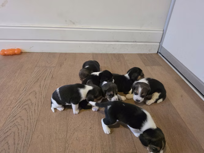 Perritos beagle