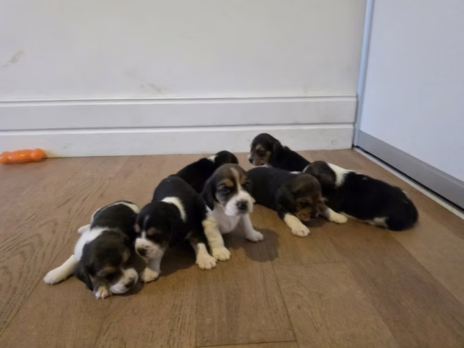 Perritos beagle