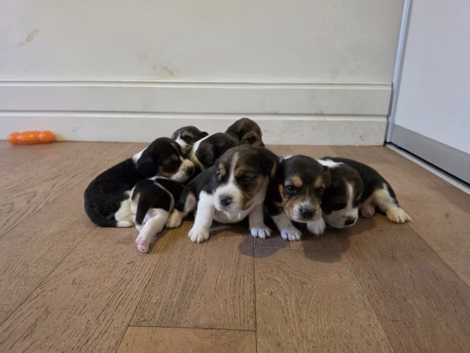 Perritos beagle