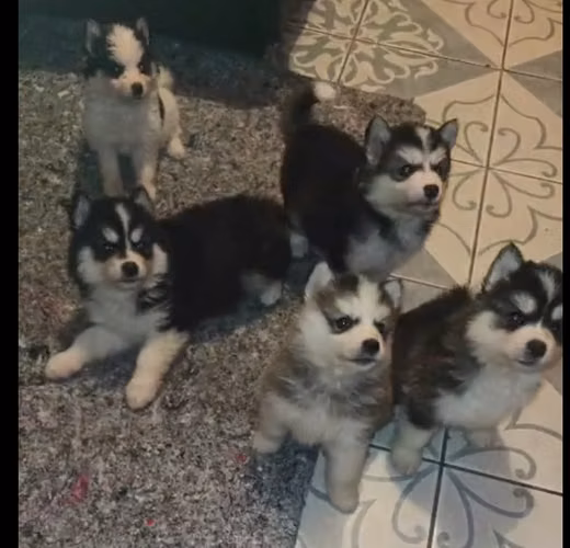 Lindos cachorros alaska - Imagen 4