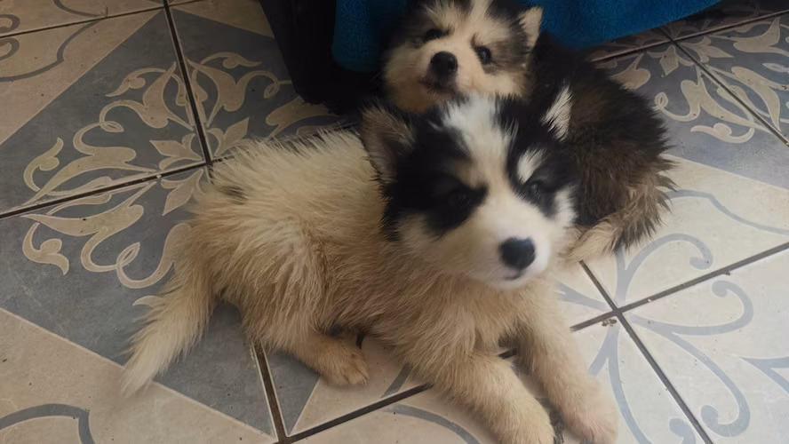 Lindos cachorros alaska
