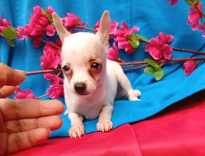 Chihuahua - Imagen 3