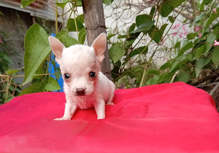 Chihuahua - Imagen 7