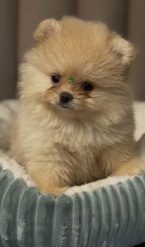 Pomeranian 
