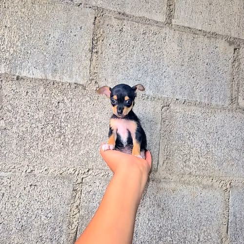 Chihuahua