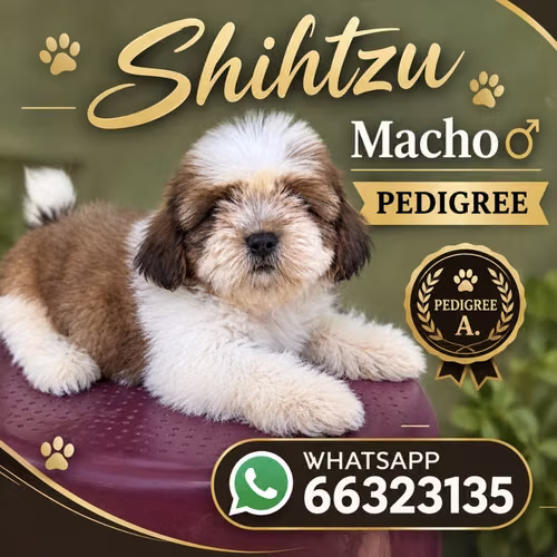 Shihtzu - Imagen 2