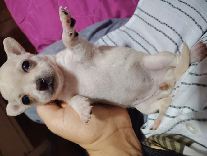 CHIHUAHUA PUPPIES FOR SALE!