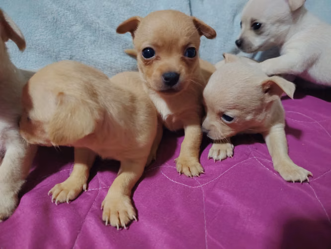  ¡CACHORRITAS CHIHUAHUA EN VENTA!  - Imagen 8