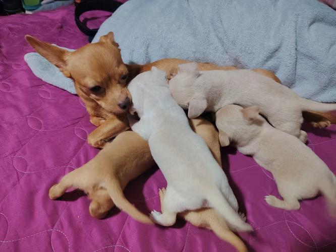  ¡CACHORRITAS CHIHUAHUA EN VENTA!  - Imagen 6
