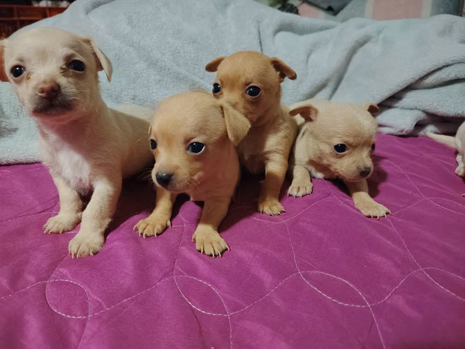  ¡CACHORRITAS CHIHUAHUA EN VENTA!  - Imagen 5