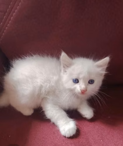 Gatos angoras - Imagen 2