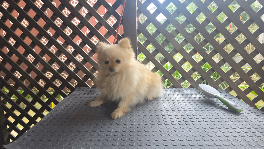 Pomerania hembra pedigree A - Imagen 4