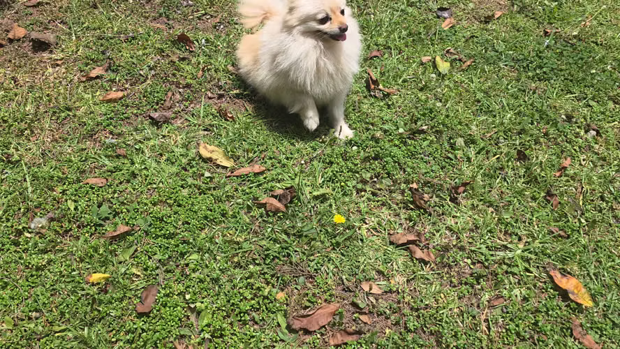 Pomerania hembra pedigree A - Imagen 5