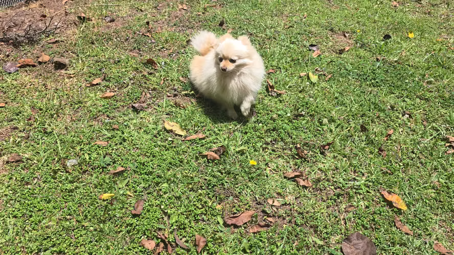 Pomerania hembra pedigree A - Imagen 6