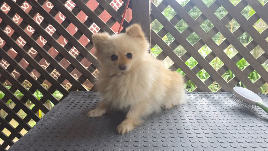 Pomerania hembra pedigree A - Imagen 3
