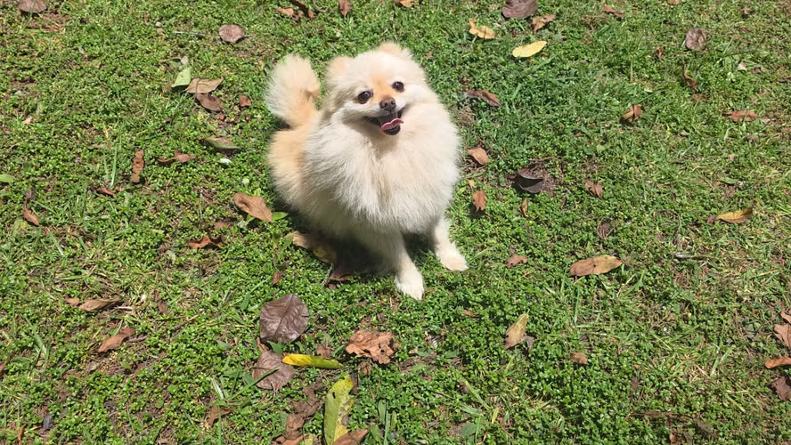 Pomerania hembra pedigree A