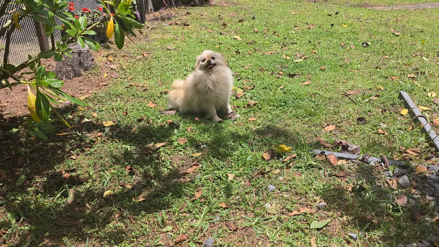 Pomerania hembra pedigree A - Imagen 2