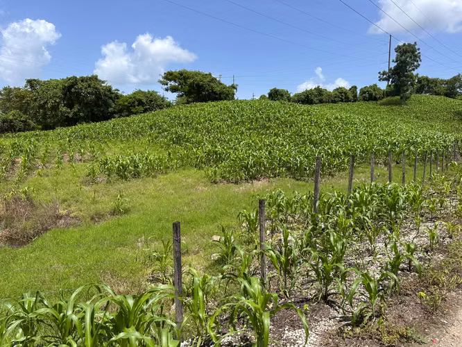 Vendo una Manzana de Terrenos en la Comunidad de Tierra Linda Ruta Playa Grande.