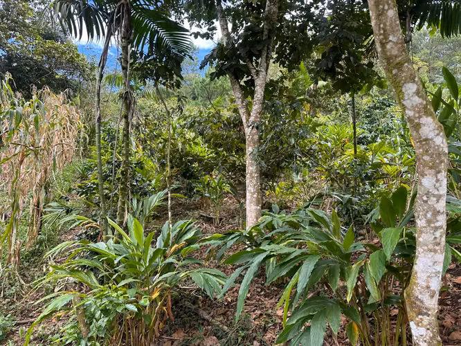 En Venta bonita propiedad en aldea aldea chimo  - Imagen 2