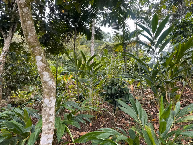 For Sale pretty property in village village chimo