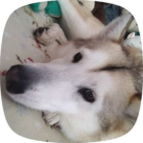 I'm looking for a owner