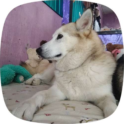 Busco un dueño  - Imagen 2