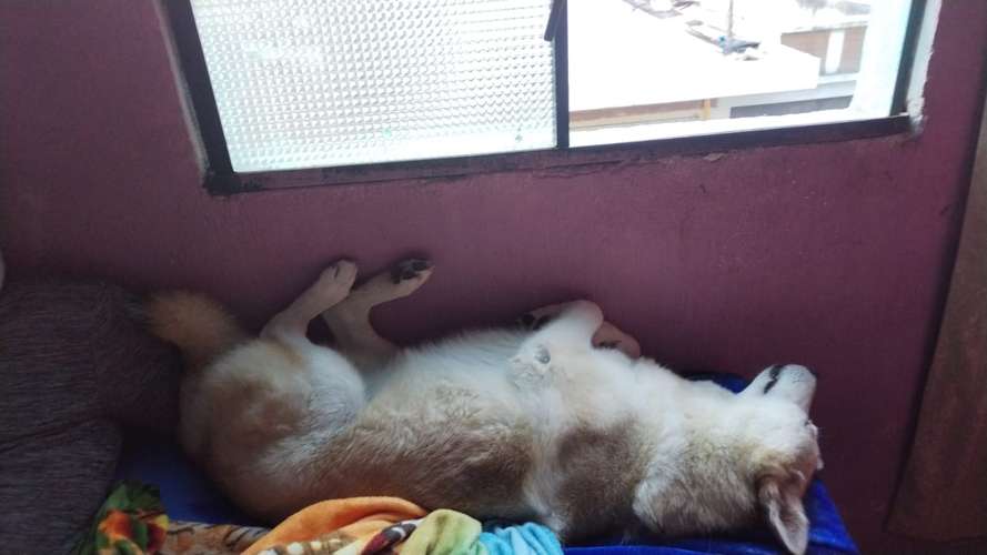 Busco un dueño  - Imagen 3