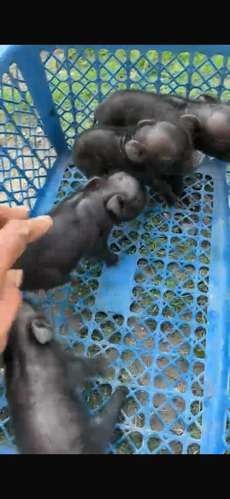 Minipigs  - Imagen 3