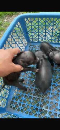 Minipigs  - Imagen 2