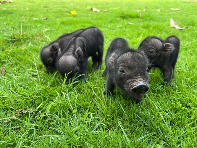 Minipig