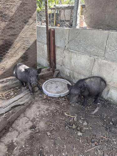 Minipigs  - Imagen 2