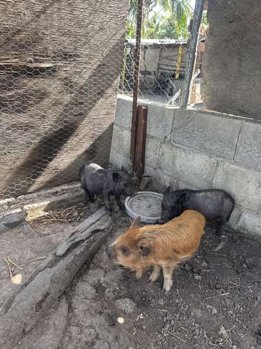 Minipigs  - Imagen 3