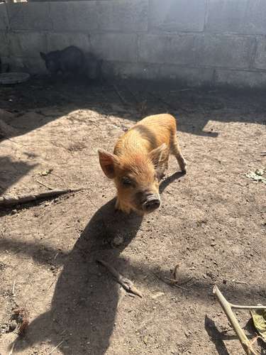 Minipigs  - Imagen 6