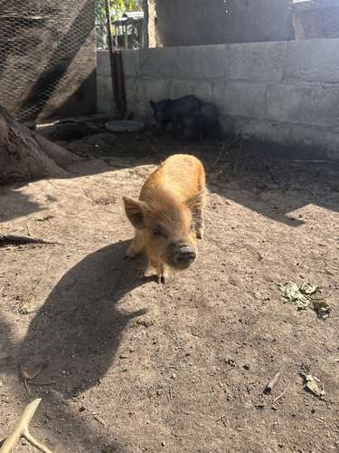 Minipigs  - Imagen 5