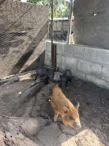 Minipigs  - Imagen 4