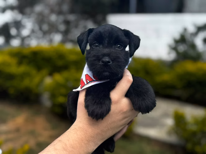 SCHNAUZER HEMBRA Y MACHO - Imagen 2
