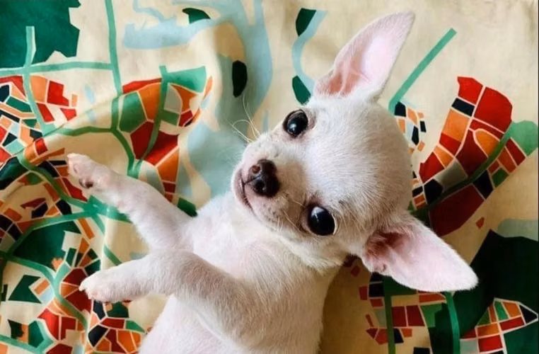 CHIHUAHUA HEMBRA Y MACHO 
