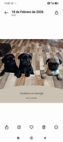 Pugs and a half