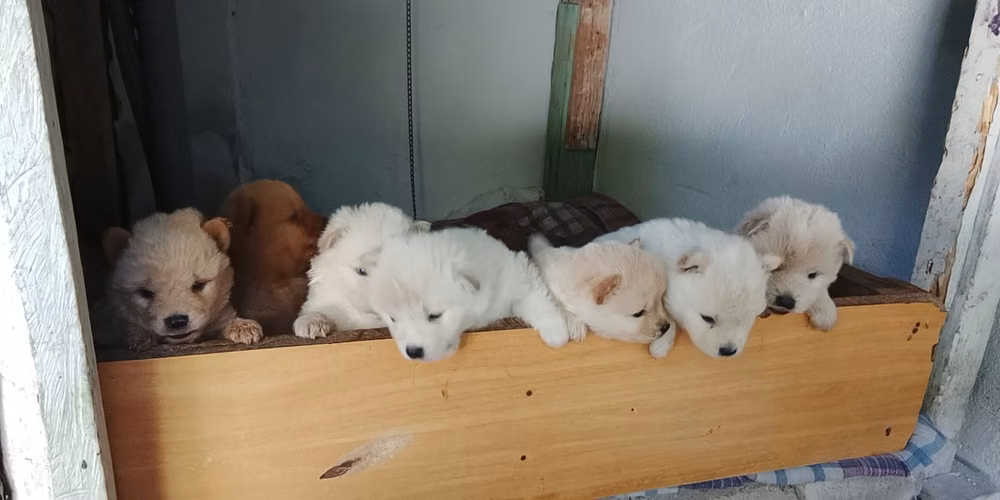 Perros chau chau