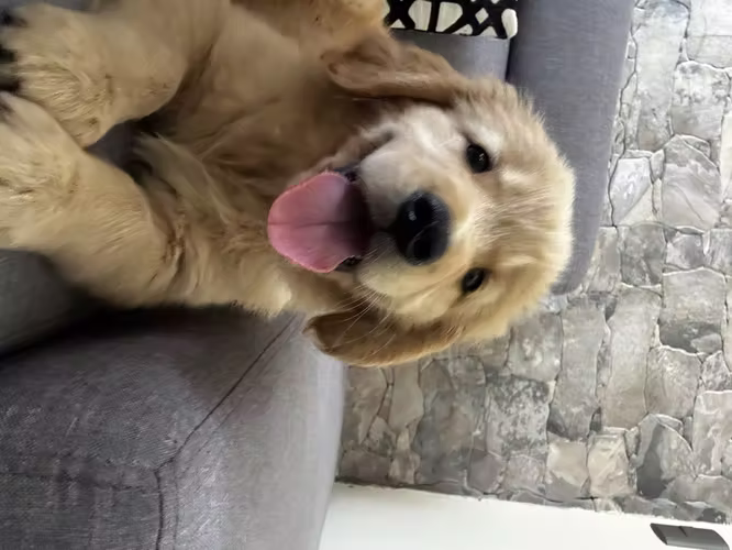 Hembritas Golden Retriever  - Imagen 3