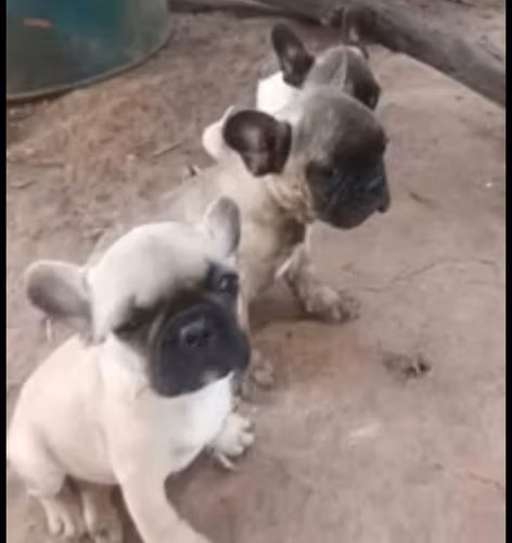 Bulldog frances machos