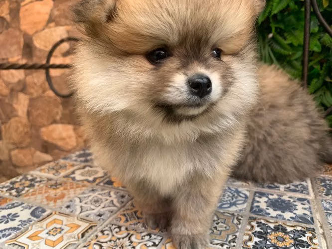 Perra pomerania 