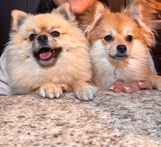 Pomerania hembra - Imagen 9
