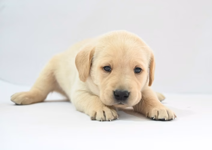 ¡CACHORRITOS LABRADOR EN BUSCA DE UN NUEVO HOGAR! 