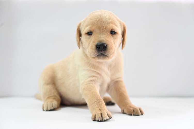 Cachorros Labrador  - Imagen 9