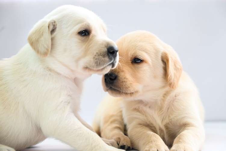 Cachorros Labrador 