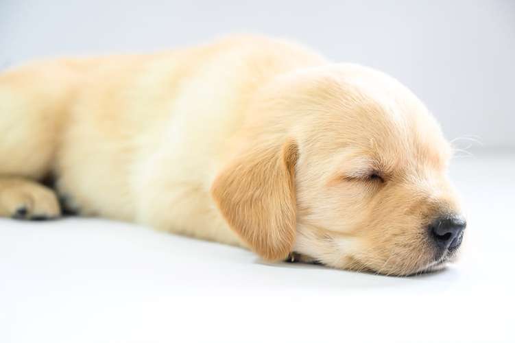 Cachorros Labrador  - Imagen 7