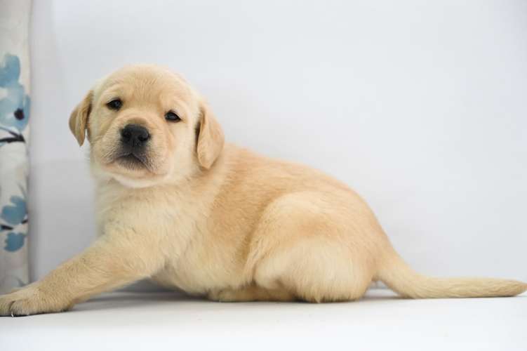 Cachorros Labrador  - Imagen 8