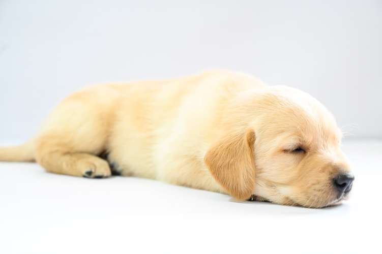 Cachorros Labrador  - Imagen 4